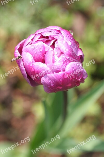 Flower Peony Pink Insect Free Photos