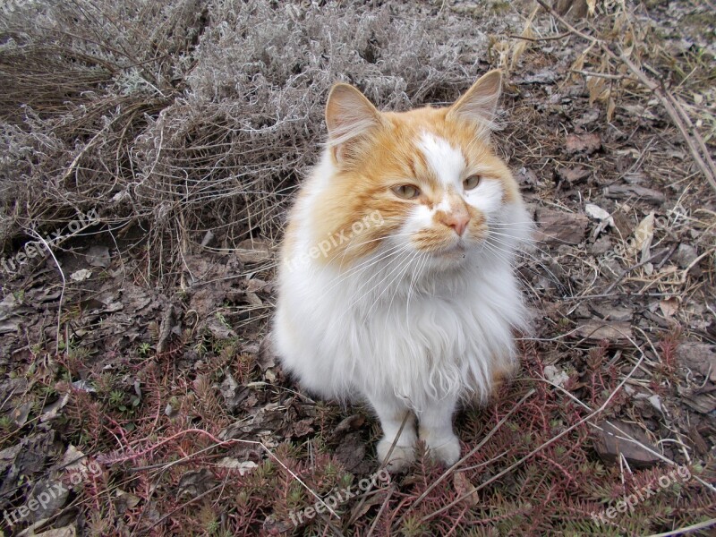 Cat Animals Dacha Outdoors Homeless