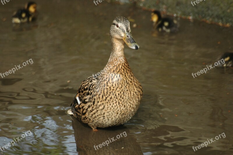 Duck Wild Duck Wild Wildlife Nature