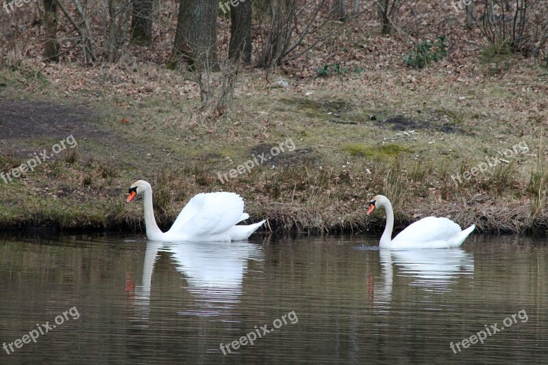 Swans Birds Couple Swimming Birds National Bird