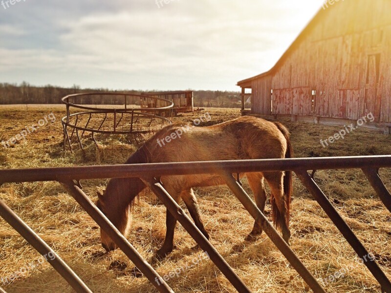 Horse Farm Animal Rural Ranch