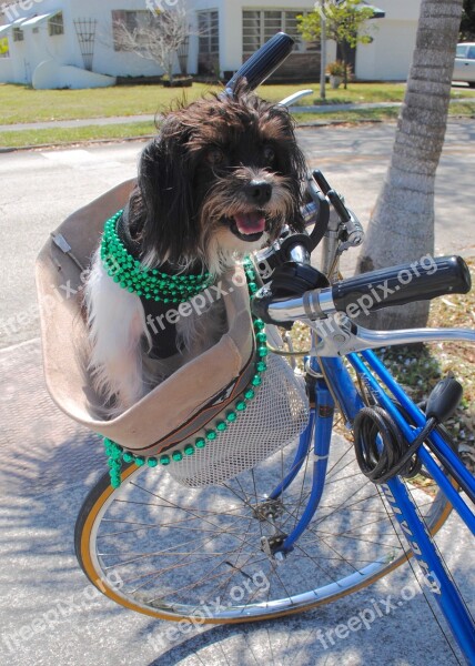 Dog Shih Tzu St Patrick's Day Green Ireland