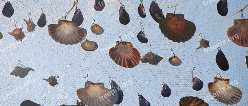 Mussels Web Fishing Net Free Photos