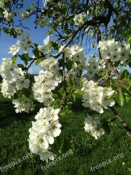 Flowers Splendor Spring Feather Tree