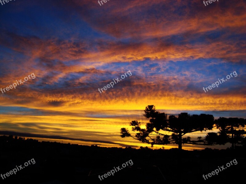 Tree Clouds Araucaria End Of Afternoon Silhouette