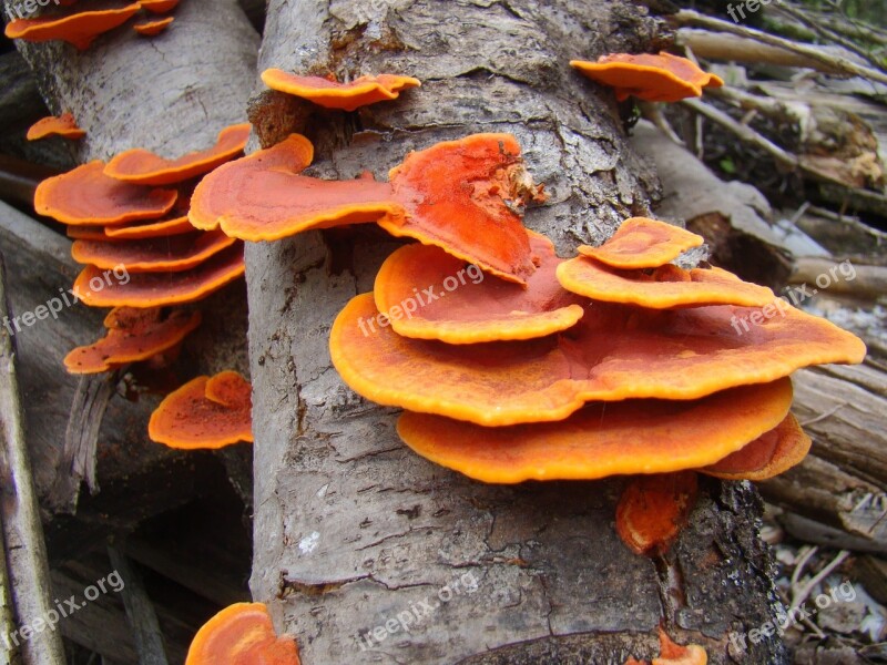 Fungus Trunk Ear Nerve Orange Free Photos