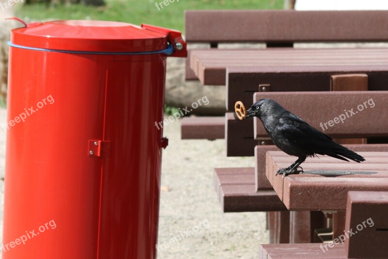 Animals Birds Jackdaw Nature Bill