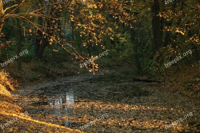 Lake Leaves Autumn Nature Landscape