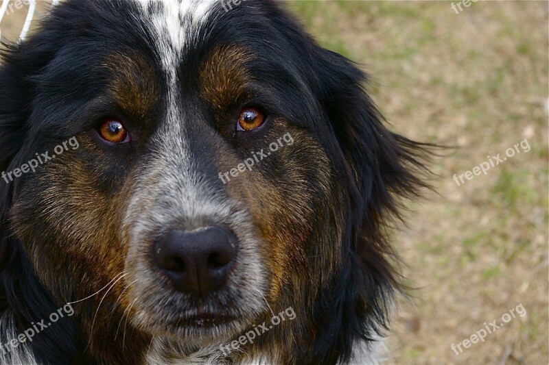 Dog Canine Pet Close Up Domestic