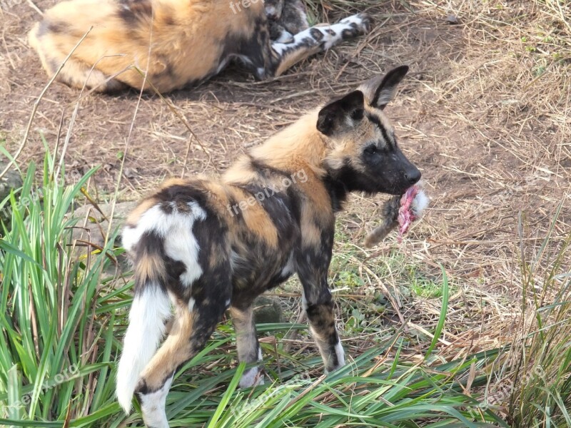 Hunting Dog African Wild Dog Animal Carnivore Cub