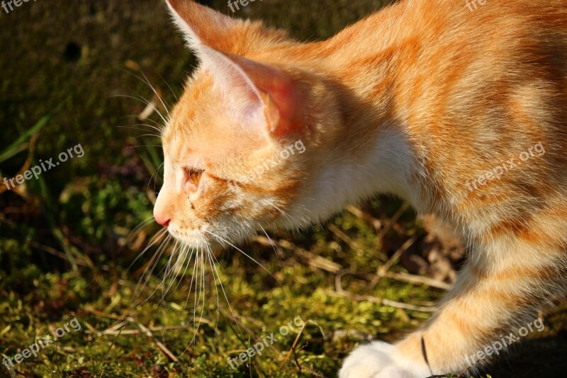 Cat Kitten Red Mackerel Tabby Cat Baby Red Cat