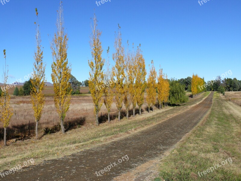 Country Road Farm Poplars Rural Landscape