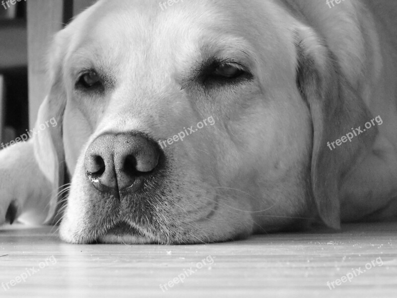 Animal Dog Labrador Free Photos