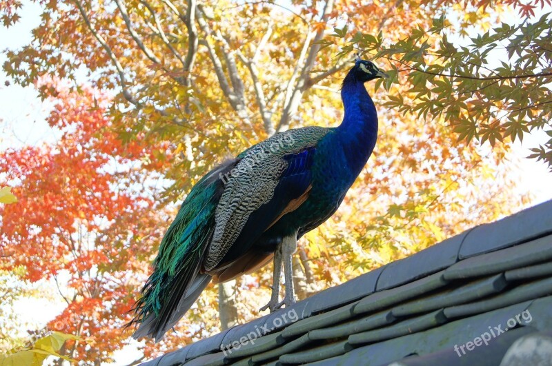 Pheasant New Hanok Wing Peacock