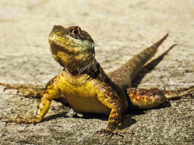 Lizard Animal Nature Zoology Creature