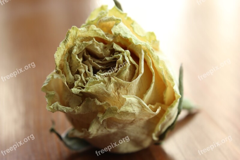 Rosa Flower Still Life Dry Flower Yellow Rose