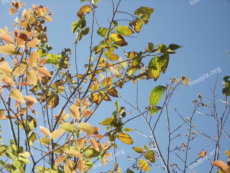 Tree Sunlight Sunshine Leaves Sun