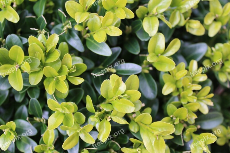 Book Hedge Leaves Garden Green