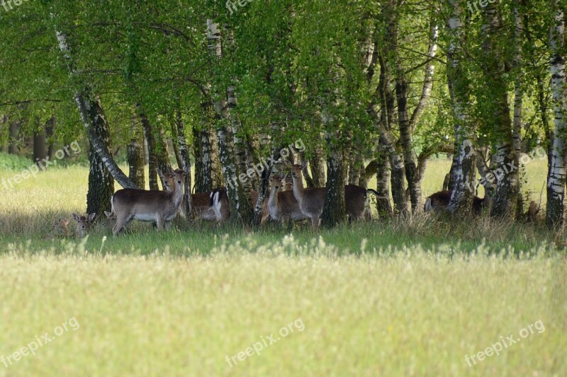 Fallow Deer Duvenstedter Brook Deer Hirschsprung Hinds