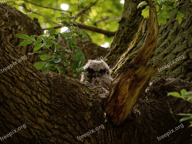 Eagle Owl Bird Of Prey Owl Hatchery Free Photos