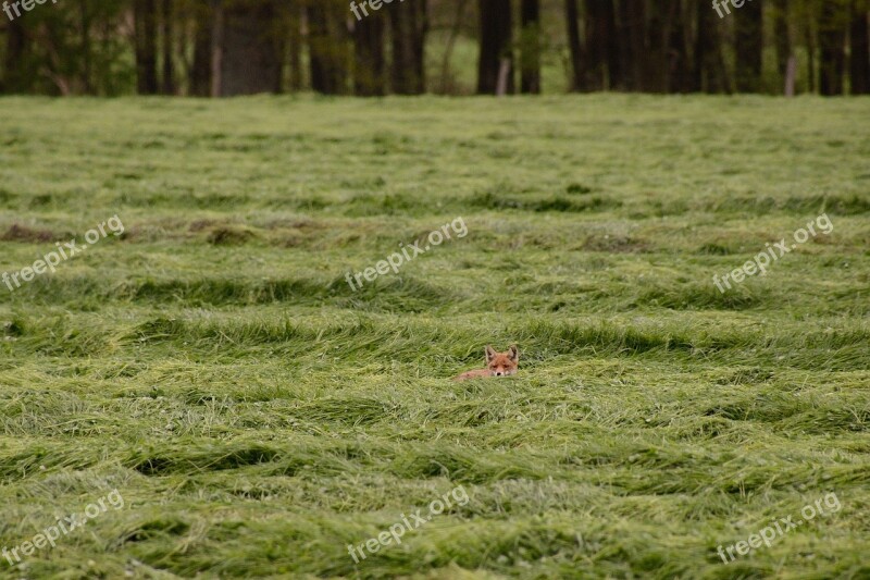 Young Fox Red Fox Fox Puppy Wild Dog Free Photos