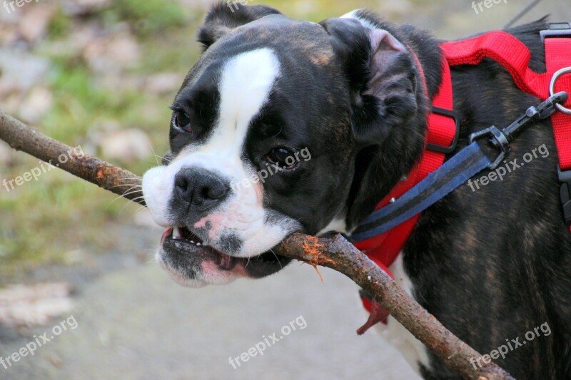 Dog Boxer Pet Dog Look Necklace