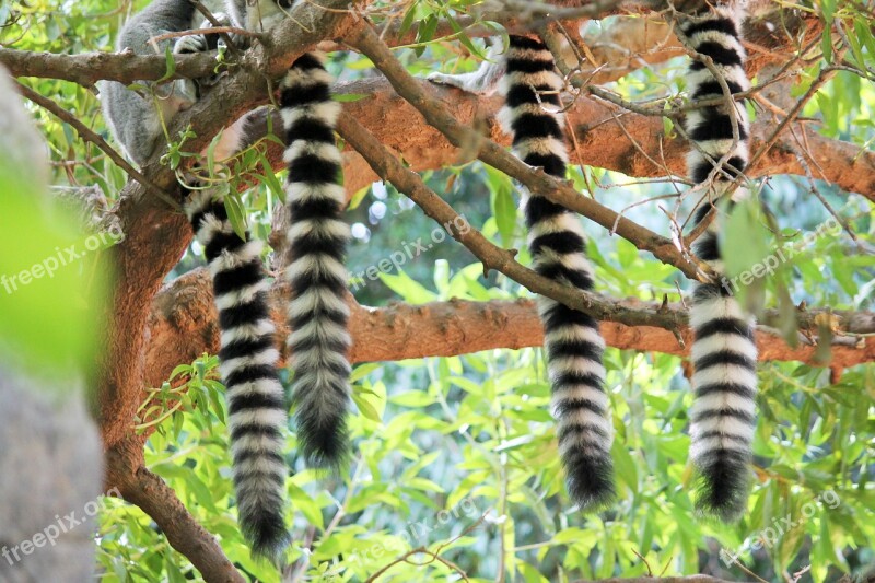 Tails Lemur Mono Animals Animal