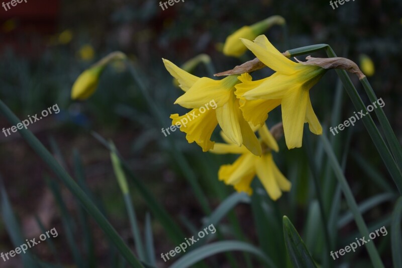 Daffodils Spring Garden Flower Free Photos