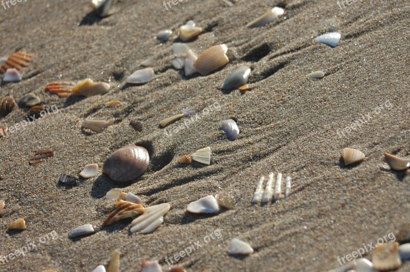 Beach Shells Sand Free Photos