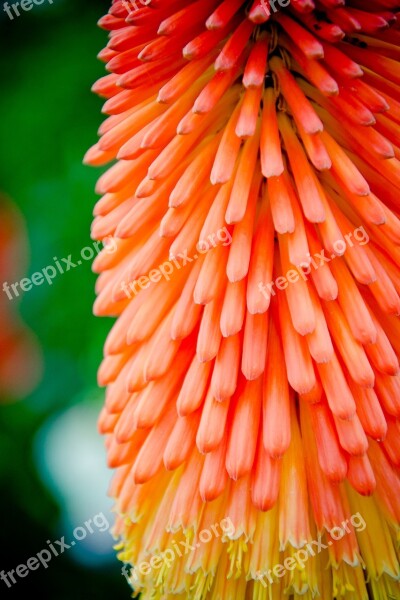 Torch Lily Rocket Flower Asphodelus Under Glass Asphodelaceae Ornamental Plant