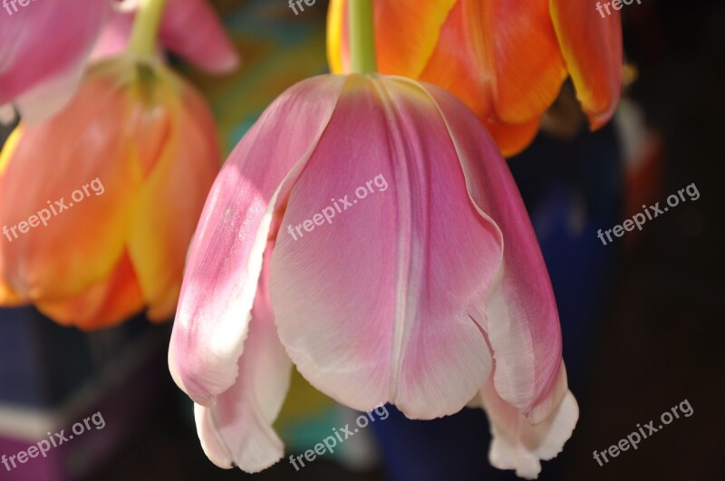 Flowers Tulips March 8 Holiday Bouquet