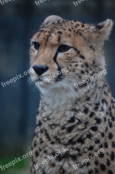 Cheetah Big Cat Feline Mammal Animal