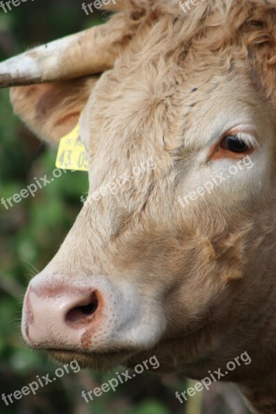 Cow Horn Animal Beef Agriculture