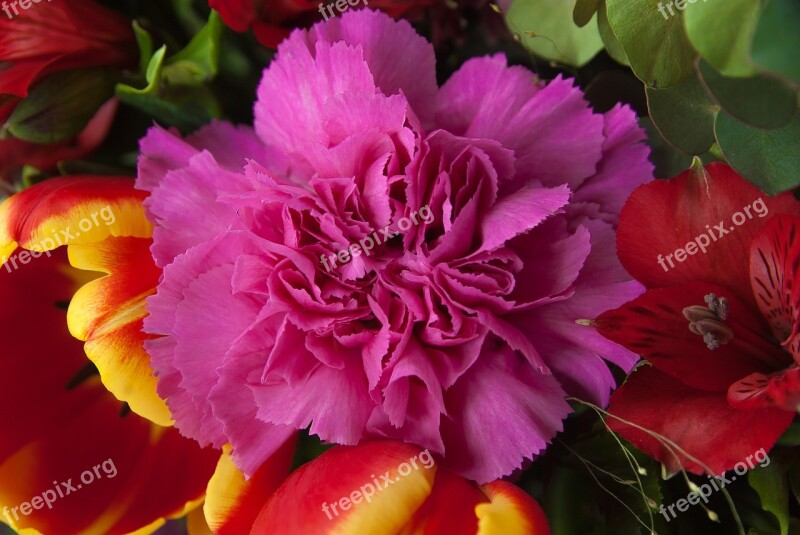 Flowers Carnation Tulip Bouquet Free Photos