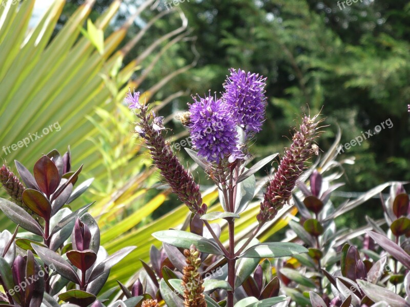 Flower Bloom Purple Violet Color