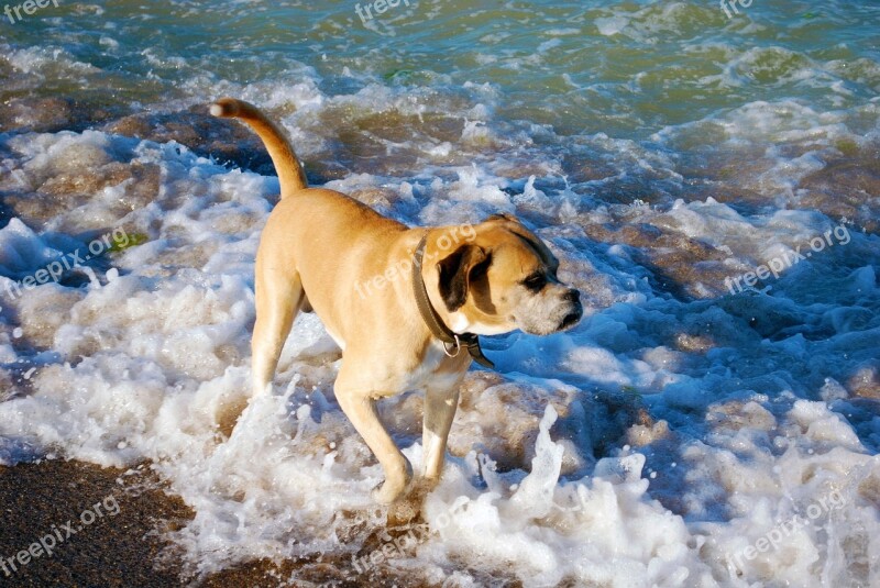 Dog Canine Pet Beach Surf