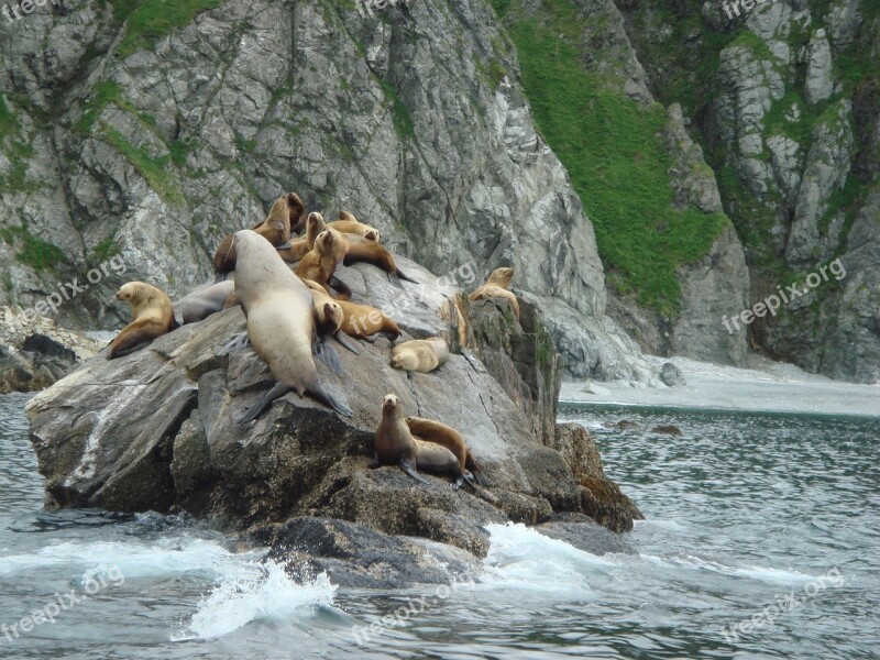 Sea Lions Rocks Coast Shore Marine