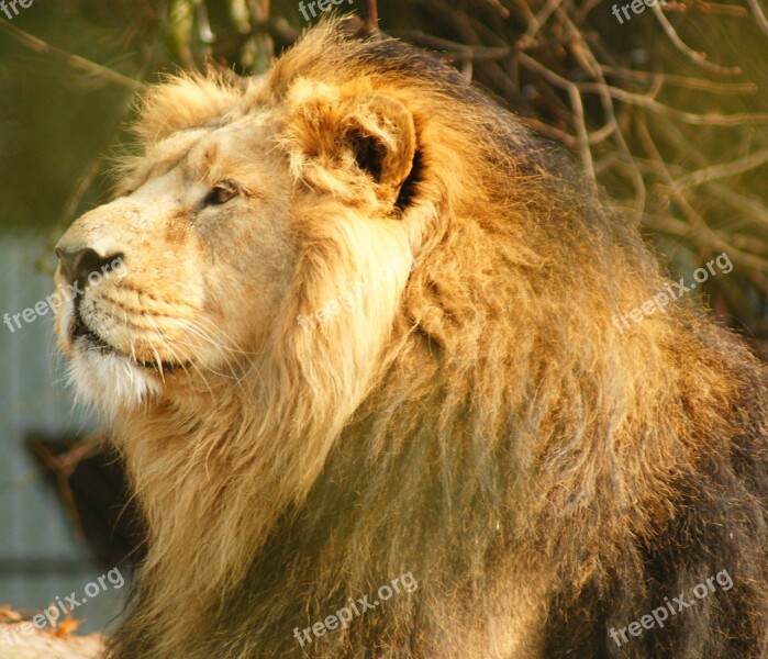 Lion Big-cat Male Mane Wild