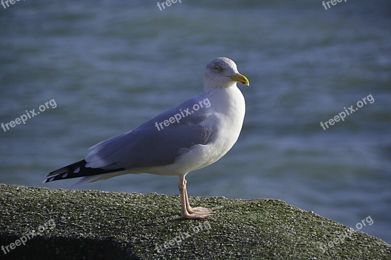 Bird Gull Fauna Animal Sea Bird