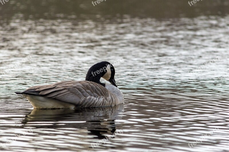 Goose Wild Goose Bird Nature Water Bird