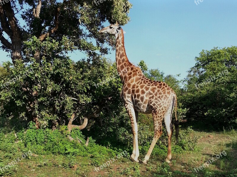 Giraffe South Africa Kruger National Park Free Photos