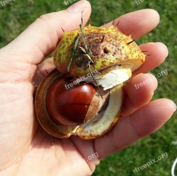 Chestnut Autumn Hand Free Photos