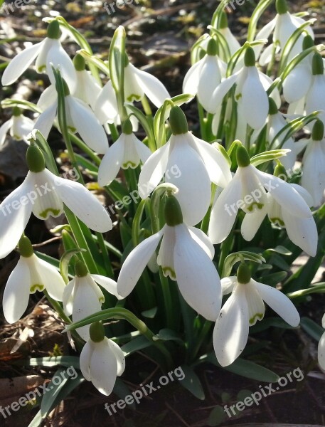 Snowdrops Spring Forest Floor Free Photos