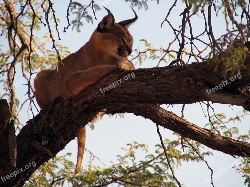 Lux Tree Namibia Free Photos