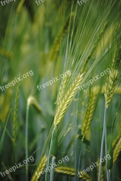 Ear Cornfield Grain Of Wheat Free Photos