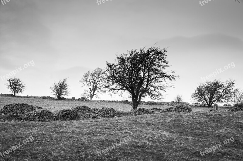 Tree Moors Nature Landscape Sky