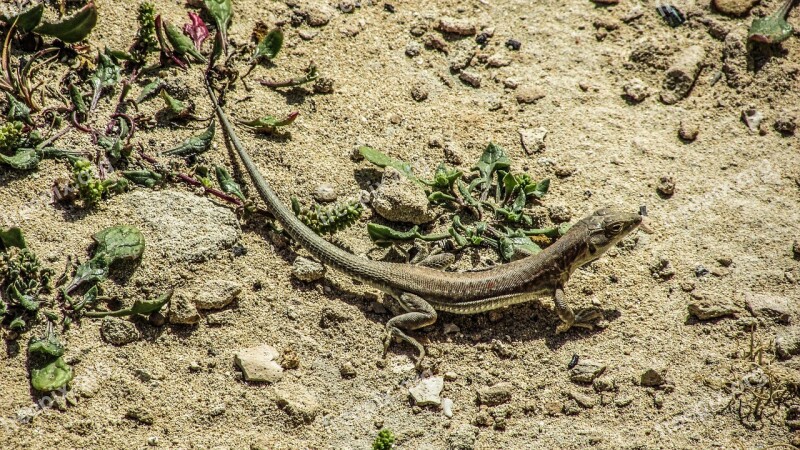 Lizard Acanthodactylus Schreiberi Reptile Sand Wildlife