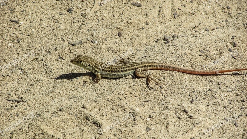 Lizard Acanthodactylus Schreiberi Reptile Sand Wildlife