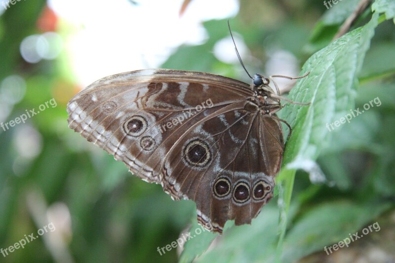 Butterfly Brown Nature Insect Green