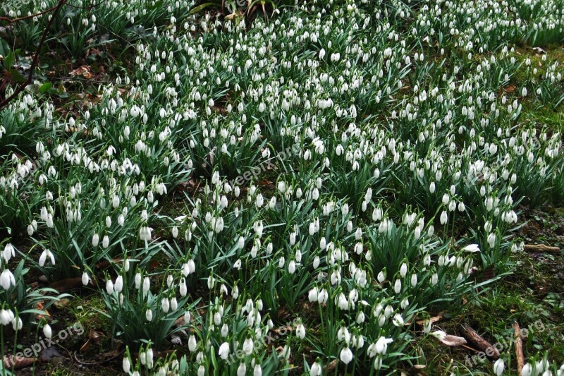 Sea Of Snowdrops Garden Spring Signs Of Spring Nature